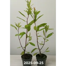 Ilex paraguariensis (Yerba mate)