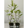 Paragvajinis bugienis (žalioji matė) - Ilex paraguariensis (Yerba mate)