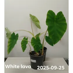 Kolokazija - Colocasia esculenta WHITE LAVA