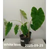 Kolokazija - Colocasia esculenta WHITE LAVA
