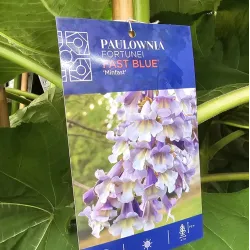 Paulownia fortunei MINFAST