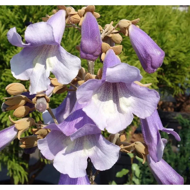 Paulownia fortunei MINFAST
