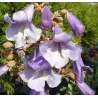 Fortūno paulovnija - Paulownia fortunei MINFAST (FAST BLUE)