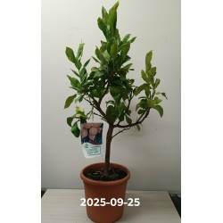 Citrinmedis (besėklis) - Citrus limon SENZA SEMI