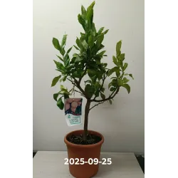 Citrinmedis (besėklis) - Citrus limon SENZA SEMI