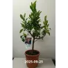 Citrinmedis (besėklis) - Citrus limon SENZA SEMI
