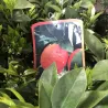 Apelsinmedis (raudonvaisis) - Citrus sinensis BLOOD ORANGE (ARANCIO ROSSO)