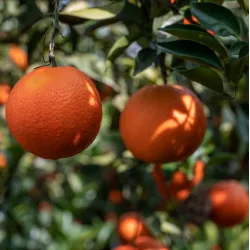 Apelsinmedis (raudonvaisis) - Citrus sinensis BLOOD ORANGE (ARANCIO ROSSO)