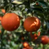 Apelsinmedis (raudonvaisis) - Citrus sinensis BLOOD ORANGE (ARANCIO ROSSO)