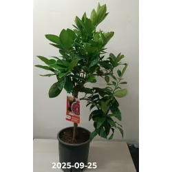 Apelsinmedis (raudonvaisis) - Citrus sinensis BLOOD ORANGE (ARANCIO ROSSO)
