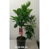 Apelsinmedis (raudonvaisis) - Citrus sinensis BLOOD ORANGE (ARANCIO ROSSO)