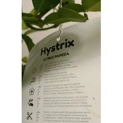 Tajų laimas - Citrus hystrix