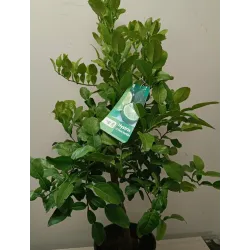 Tajų laimas - Citrus hystrix