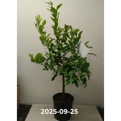 Tajų laimas - Citrus hystrix