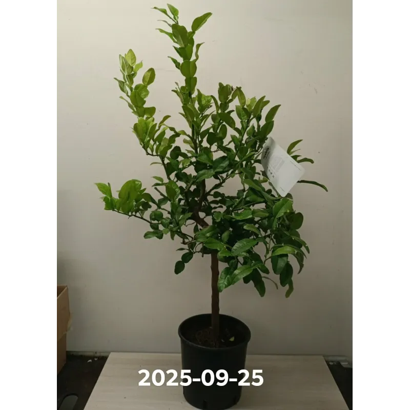 Tajų laimas - Citrus hystrix