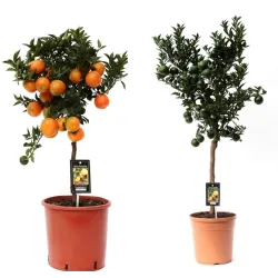 Mandarinmedis - Citrus reticulata MANDARINE