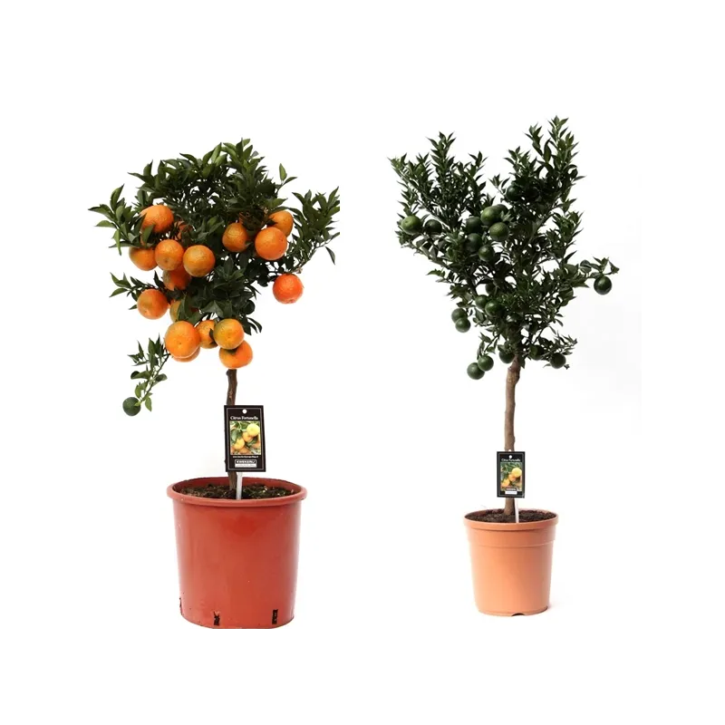 Citrus reticulata mandarine