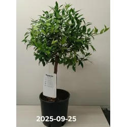 Citrus reticulata mandarine