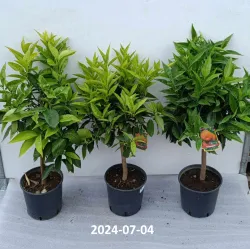 Klementinas - Citrus reticulata CLEMENTINE