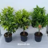 Clementine mandarine - Citrus reticulata CLEMENTINE