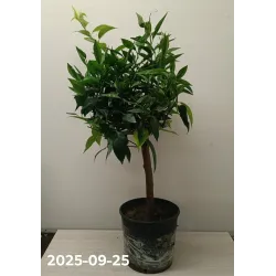 Klementinas - Citrus reticulata CLEMENTINE