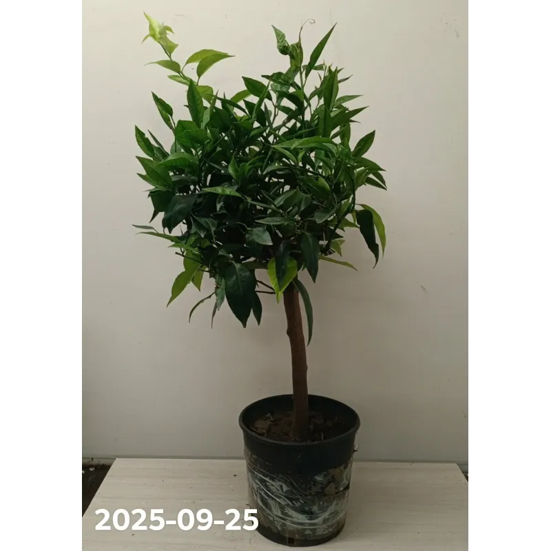 Clementine mandarine - Citrus reticulata CLEMENTINE