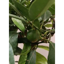 Clementine mandarine - Citrus reticulata CLEMENTINE