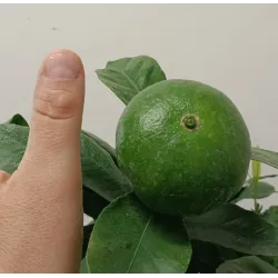 Citrus unshiu SATSUMA