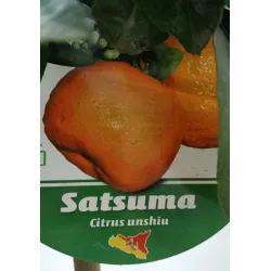 Citrus unshiu SATSUMA