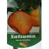 Citrus unshiu SATSUMA