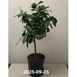 Citrus unshiu SATSUMA