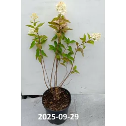 Šluotelinė hortenzija - Hydrangea paniculata Living COTTON CREAM