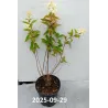 Hydrangea paniculata Living COTTON CREAM