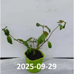 - Viburnum burkwoodii