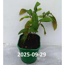 Viburnum Rhytidophyllum