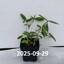 Išankstinis augalų užsakymas internetu