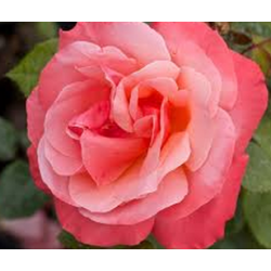 Rožė - Rosa Silver Jubilee skiepyta A-KOKYBE GR