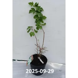 Raukšlėtasis putinas - Viburnum plicatum Mariesii