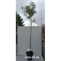 Paprastasis putinas su pristatymu į namus