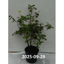 Paprastasis putinas (gulbinas) - Viburnum opulus ROSEUM