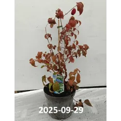 Viburnum plicatum Kilimandjaro® Sunrise