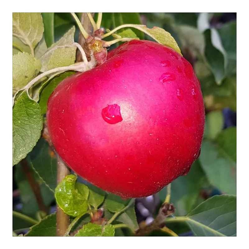 Malus domestica AGRA