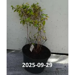 Jazminų Schneesturm sodinukai su pristatymu į namus