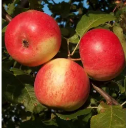 Malus domestica AGRA