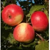 Malus domestica AGRA