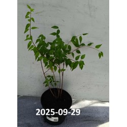 Jazminų Schneesturm sodinukai su pristatymu į namus