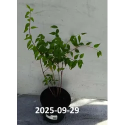 Jazminų Schneesturm sodinukai su pristatymu į namus