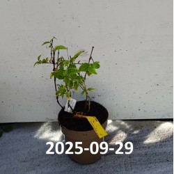 Jazminų Minnesota Snowflake sodinukai su pristatymu į namus