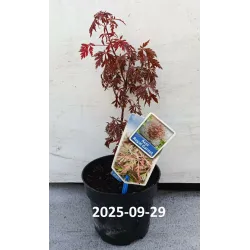 Plaštakinis klevas - Acer palmatum ROYAL GARNET