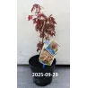 Plaštakinis klevas - Acer palmatum ROYAL GARNET